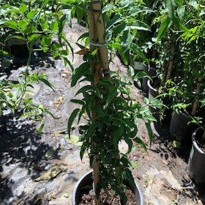 Pink Jasmine (Jasminum Polyanthum) 1 feet tall  Ship in 6&quot; Pot