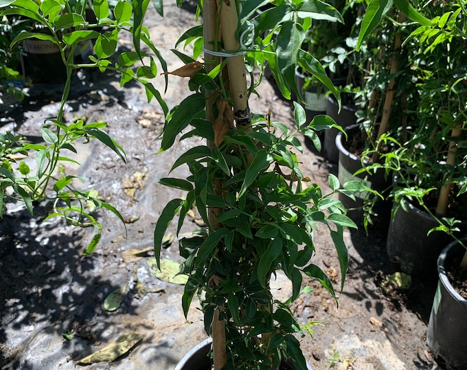 Pink Jasmine (Jasminum Polyanthum) 1 feet tall  Ship in 6" Pot