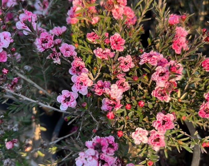 Leptospermum scoparium 'Martinii'- Martin's Tea Tree - 1-2  Feet Tall - 1gal pot