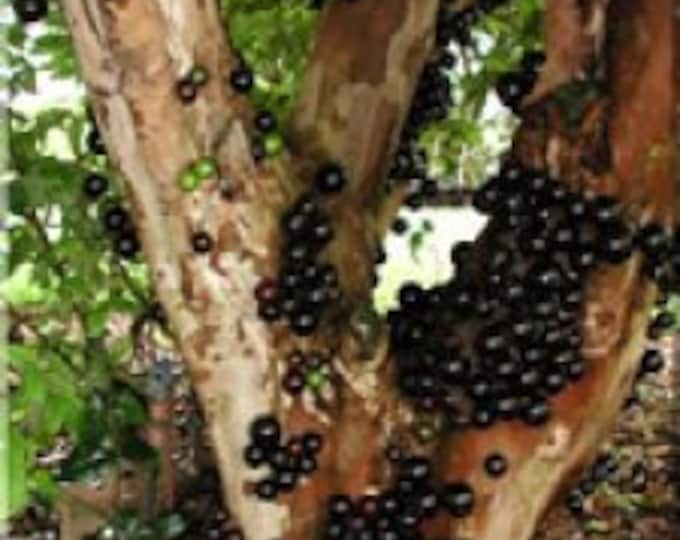Jaboticaba -  1 Plant - 2 to 3 Feet Tall - Ship in 3Gal Pot