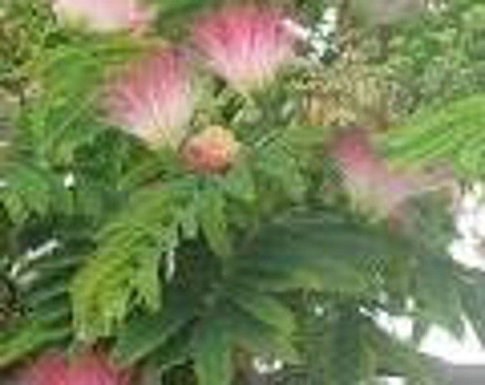 Albizia julibrissin 'E. H. Wilson' SILK TREE  - 3 Feet Tall - Ship in pot