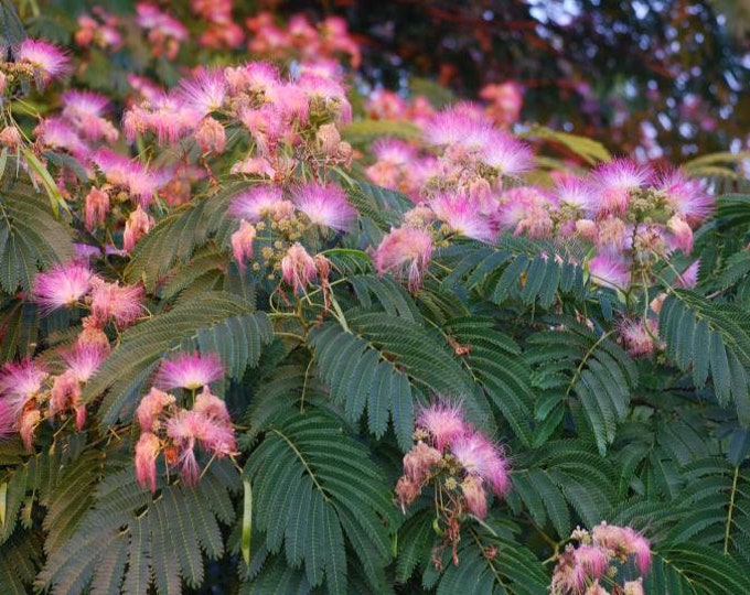 Ernest Wilson Silk Tree- Albizia Julibrissin 'E.H. Wilson' 1 Live Plant, 3ft tall, ship in pot