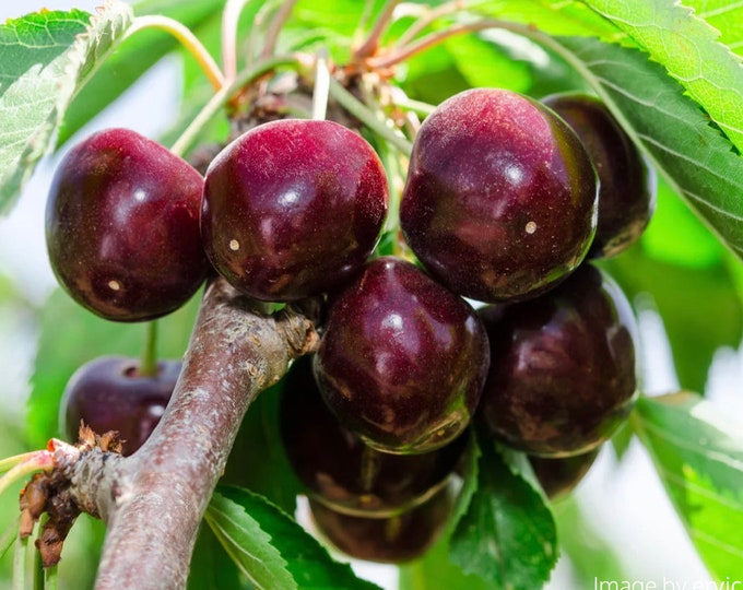Cherry ‘Black Tartarian’ 3 to 4  Feet Tall ship in  3Gal pot