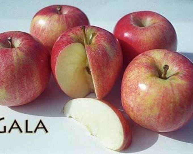 Gala Apple - Low Chill -3 to 4  Feet Tall - Ship in 3Gal Pot