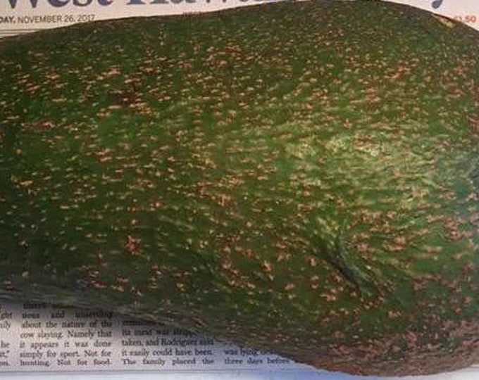 Queen Avocado Tree- 1  Feet Tall - Grafted Tree - Ship in Plastic Bag