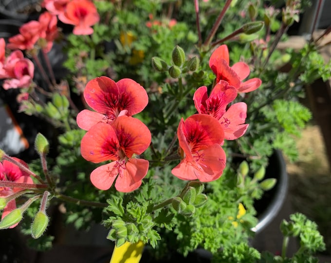 Pelargonium ‘Angel Eyes’ 1 Live Plant  Ship in 6" Pot