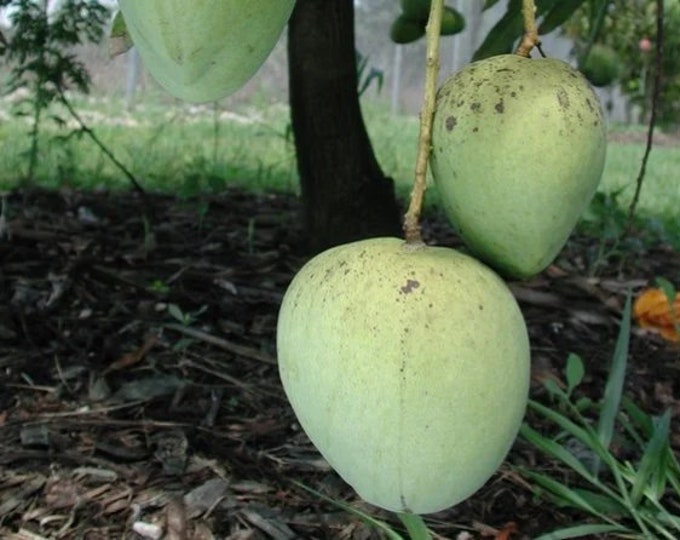 ICE CREAM  Mango Tree - grafted tree   - 1 feet tall -grafted - ship in 6" Pot