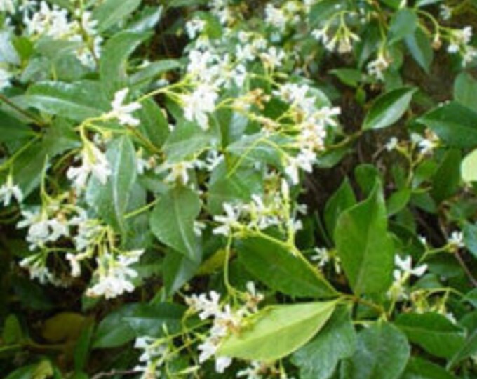 Trachelospermum jasminoides 'Star Jasmine' 2 feet tall - Ship in 6"  pot