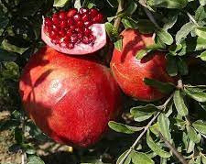 Desertnyi pomegranate -1 to 2 Feet Tall - Ship in 6" Pot