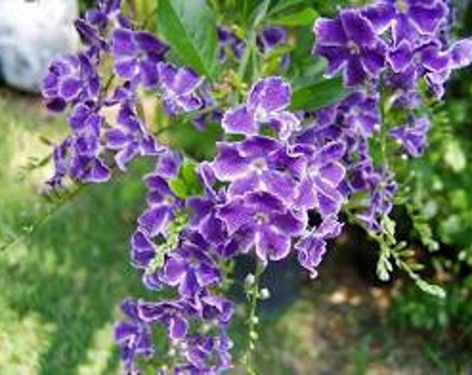 Duranta Sweet Memmories-Purple Flowers-  Ship in 6" Pot