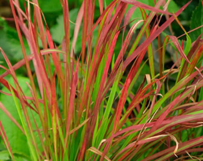 Japanese Bloodgrass, Imperata cylindrica var. rubra - 6" to 1 Feet Tall -  Ship in 6" Pot