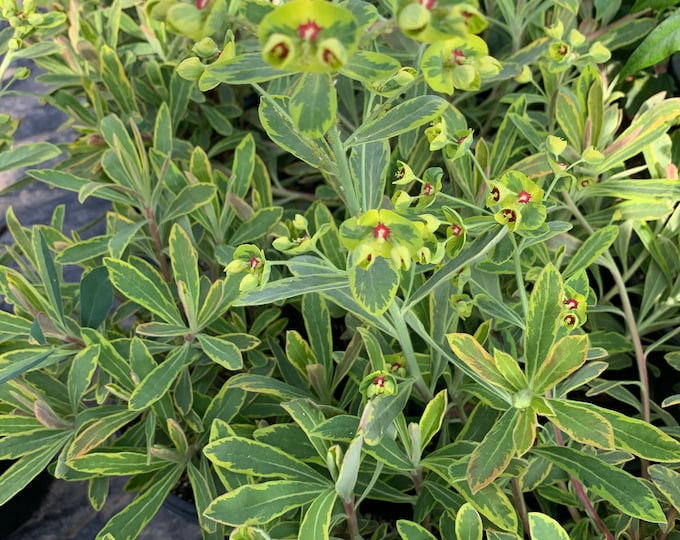 Euphorbia Martinii ‘Ascot Rainbow’ 1 Live Plant  Ship in 6" Pot
