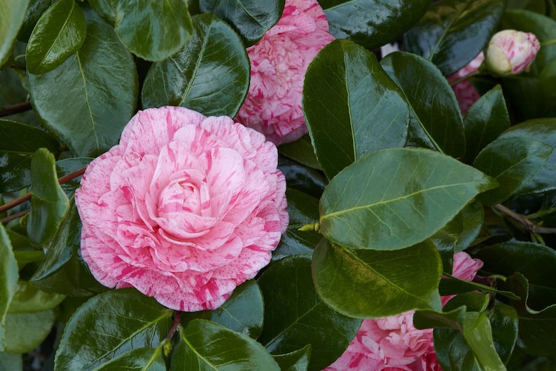 PlantNation111 Camellia japonica