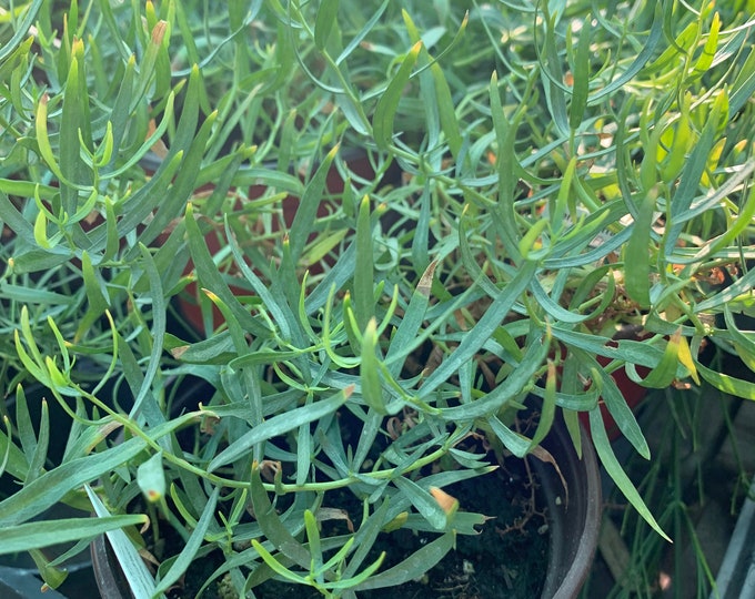 Artemisia Dracunculus ‘French Tarragon’ 6” Pot