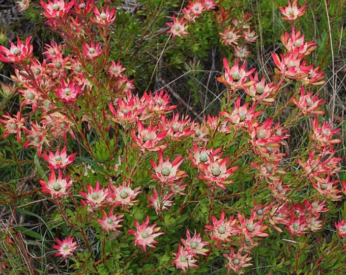 Leucadendron Salignum ‘Winter Red’ 1 live plant  Ship in 6" Pot