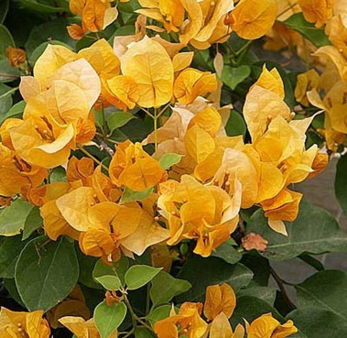 Bougainvillea California Gold 1 Live Plant 12 Feet Tall Ship in 3gal
