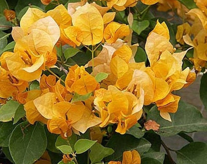 Bougainvillea California Gold 1 Live Plant 1-2 feet tall  Ship in 3Gal Pot