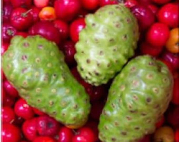 Noni - 1 to  2   feet tall - ship in 3 gal  pot