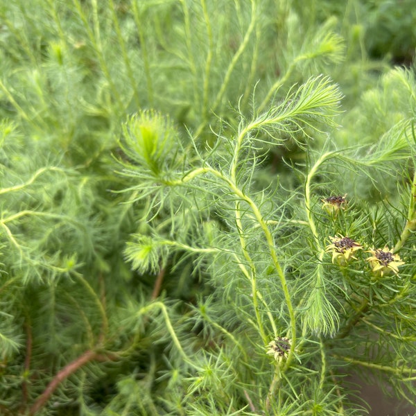 Leucadendron Laxum- 1-2 ft tall ship in 1 gal pot