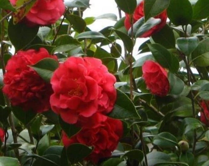 Camellia ‘Kramer's Supreme' - 1-2 ft ship in 1gal pot