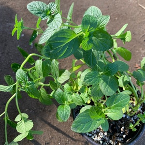 Spearmint 3”pot live plant