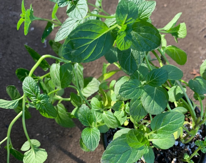 Peppermint 3”pot live plant