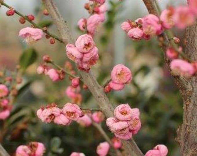 Prunus mume 'Peggy Clarke'- 2 to 3 Feet Tall - Grafted Tree - Ship in pot
