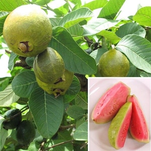 Guava ‘ruby supreme’ - 2 to 3   feet tall   - ship in 3 gal pot