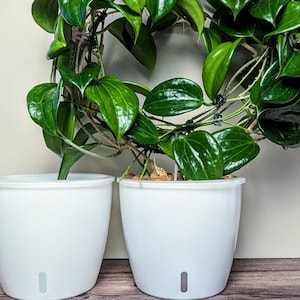 The Perfect Pot for Semi-Hydroponics - Large Self Watering Pot with clear inner pot and ventilation - for LECA, Pon, and Organic Substrate