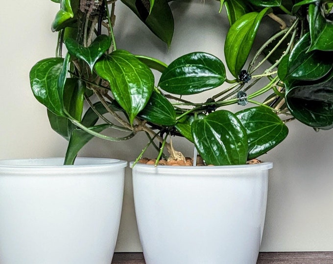 The Perfect Pot for Semi-Hydroponics - Large Self Watering Pot with clear inner pot and ventilation - for LECA, Pon, and Organic Substrate
