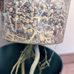 view of the clear inner pot filled with pon substrate and roots of the plant are visible.