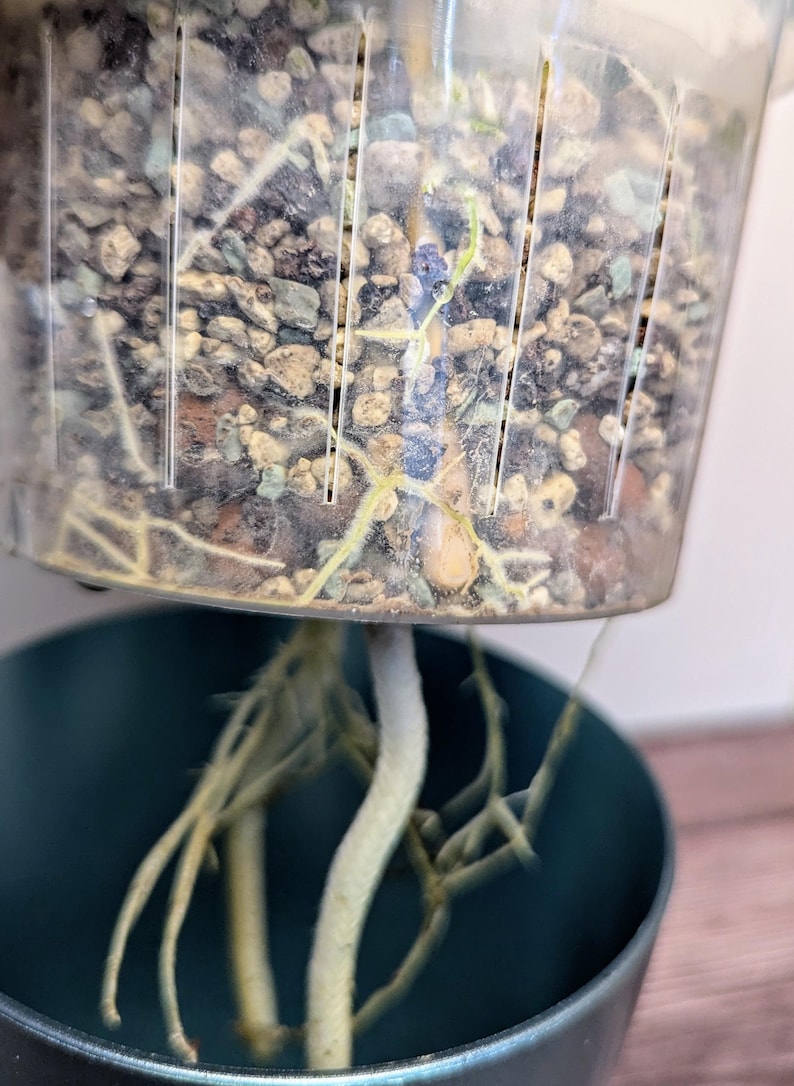 view of the clear inner pot filled with pon substrate and roots of the plant are visible.