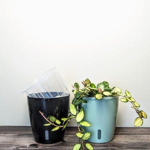 two self watering pots next to each other. One is black and it has a clear inner pot resting on the edge. The other is light green with a beautiful variegated hoya inside.
