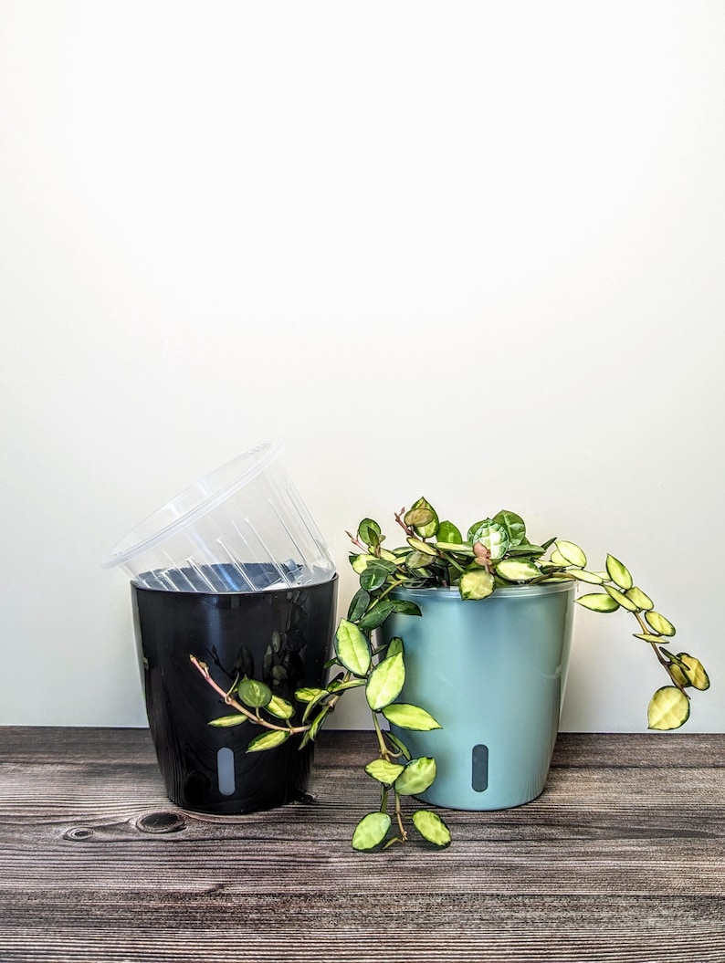 two self watering pots next to each other. One is black and it has a clear inner pot resting on the edge. The other is light green with a beautiful variegated hoya inside.