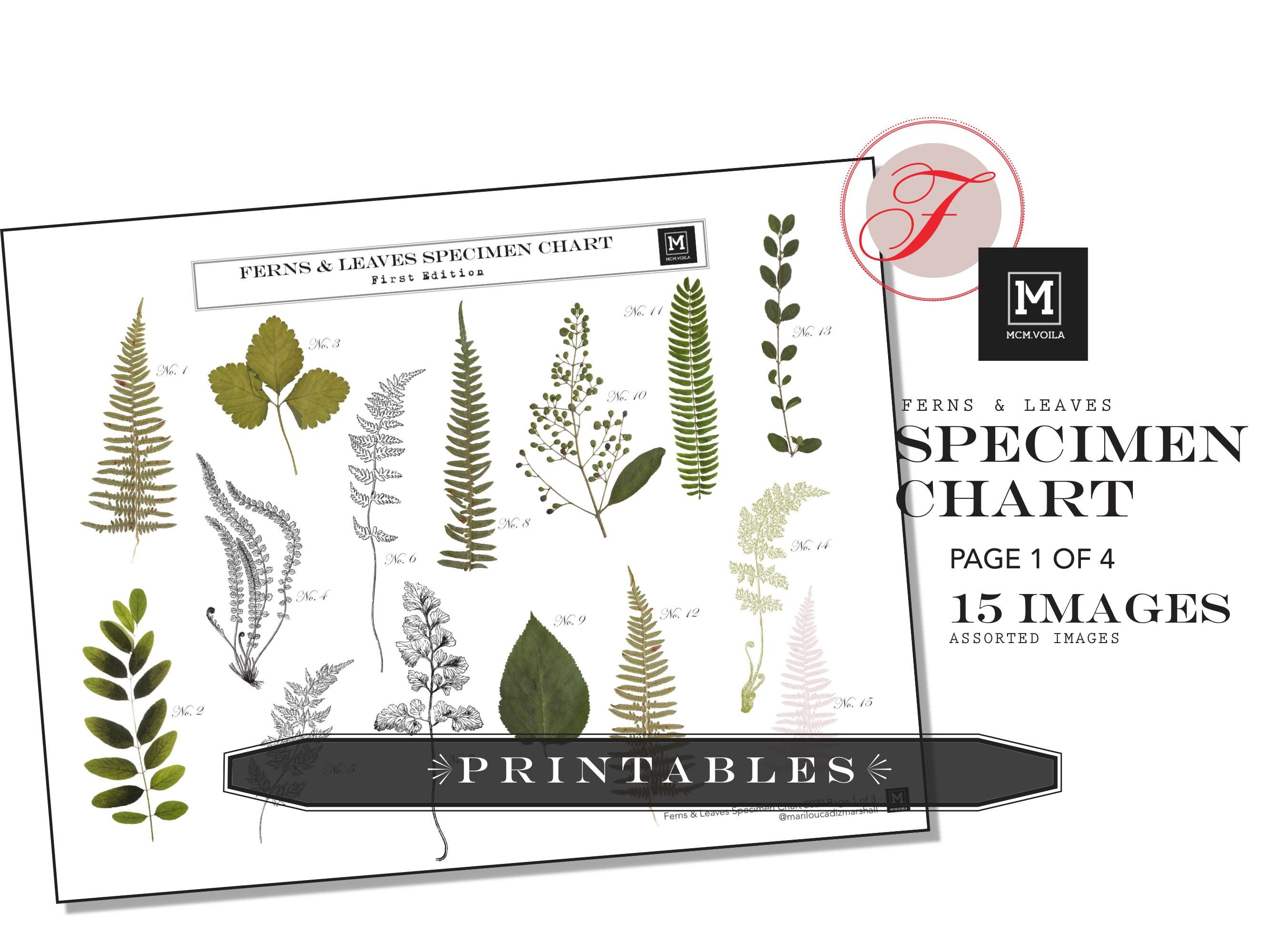 PRINTABLES, Digital Downloads, Faux Ferns, Pressed Ferns, DIY Stickers ...