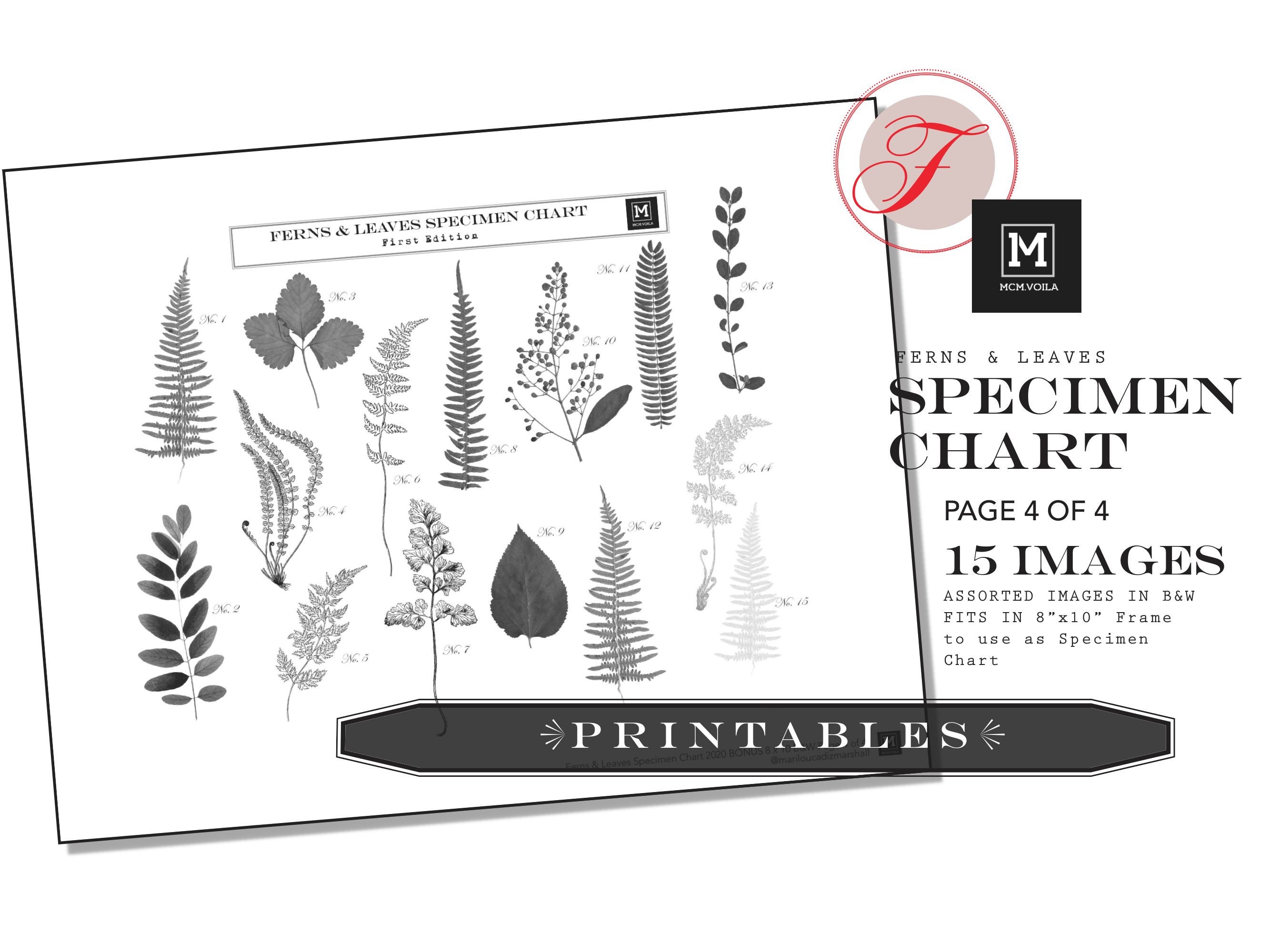 PRINTABLES, Digital Downloads, Faux Ferns, Pressed Ferns, DIY Stickers ...