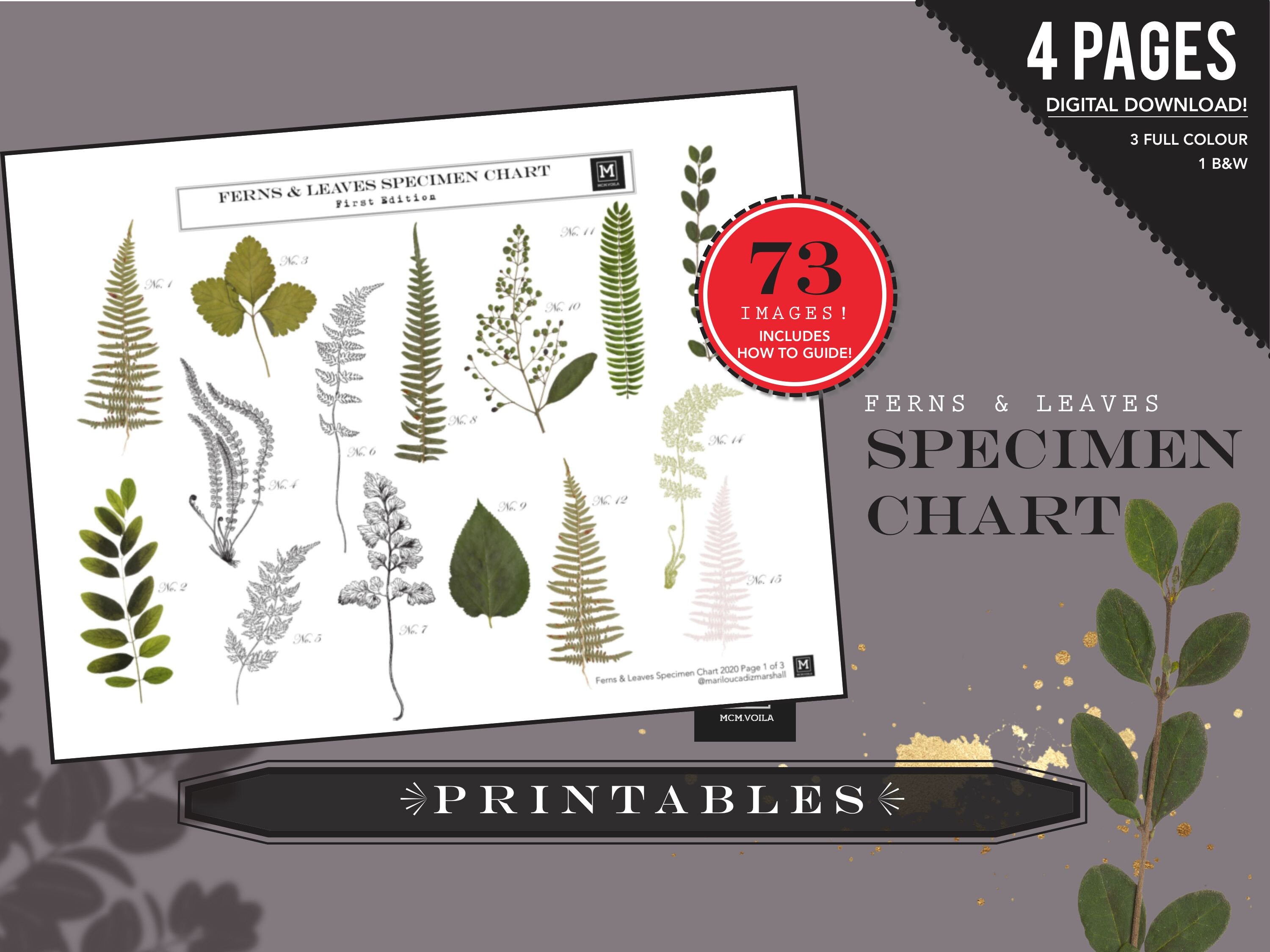 PRINTABLES, Digital Downloads, Faux Ferns, Pressed Ferns, DIY Stickers ...