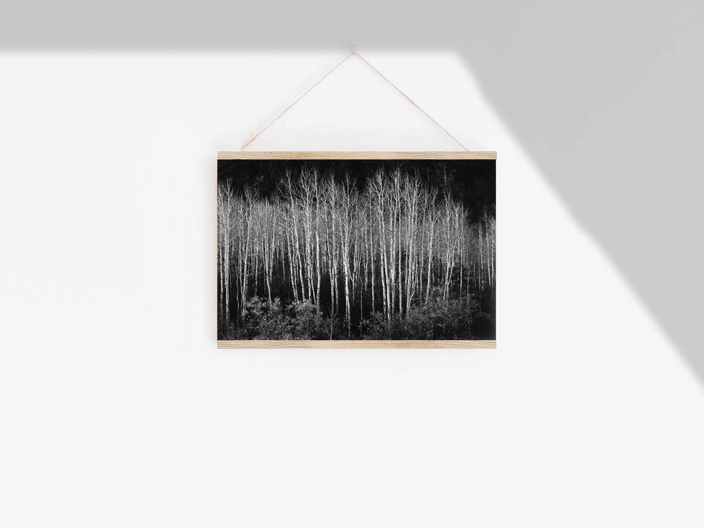 Ansel Adams Colorado Aspens Aspen birch trees contrast | Etsy