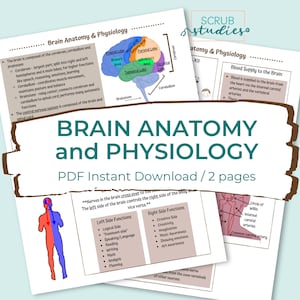 Brain Anatomy and Physiology | Nursing student study guide | Digital Download