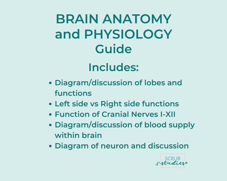 Brain Anatomy and Physiology | Nursing Student Study Guide | Digital ...