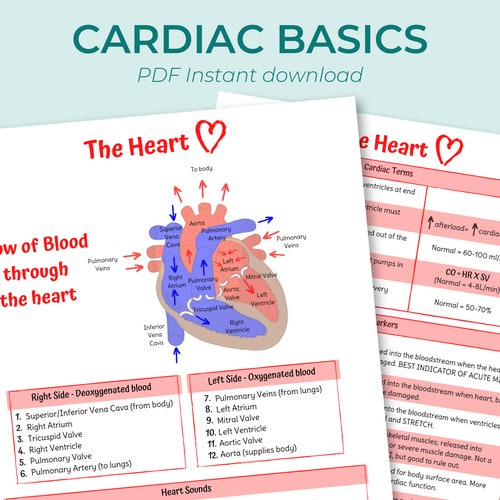 Cardiac Basics Nursing Study Guides Digital Download Etsy