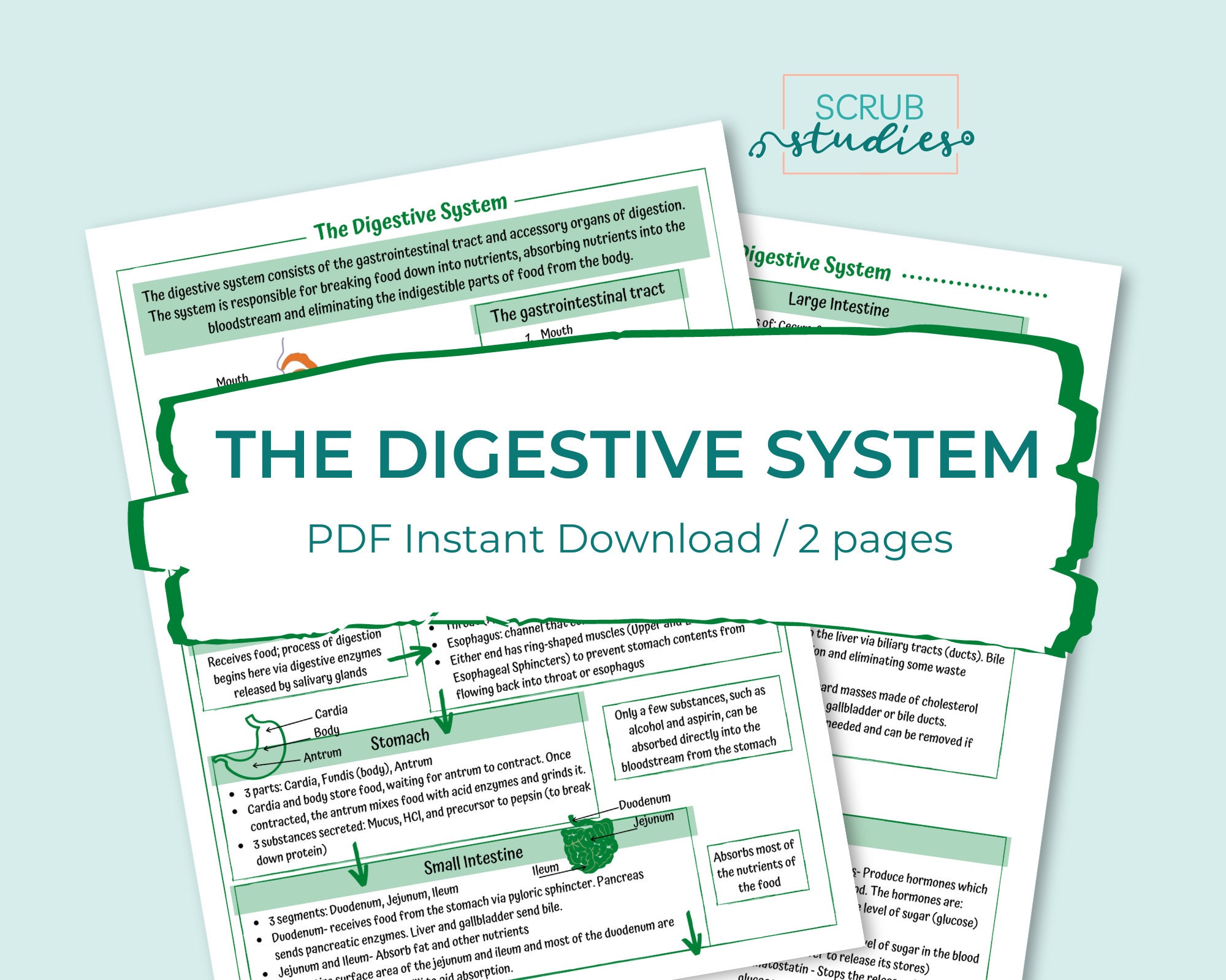 De studiegids voor het spijsverteringsstelsel | GI-traktaat | Gastro-intestinaal | Studiegids verpleegkunde | Digitale download | Studieblad verpleegkunde