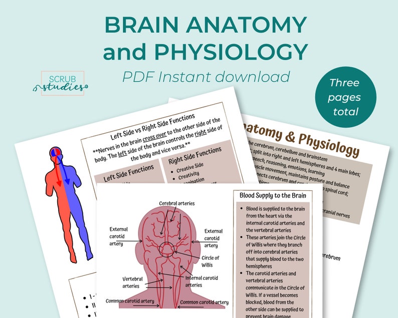Brain Anatomy and Physiology Nursing Student Study Guide | Etsy