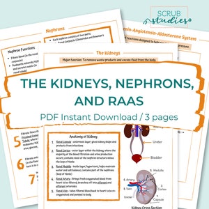 Renal Bundle Kidneys Nephrons RAAS Chronic Kidney Disease AKI Renal Calculi UTI Glomerulonephritis Dialysis Diuretics image 3