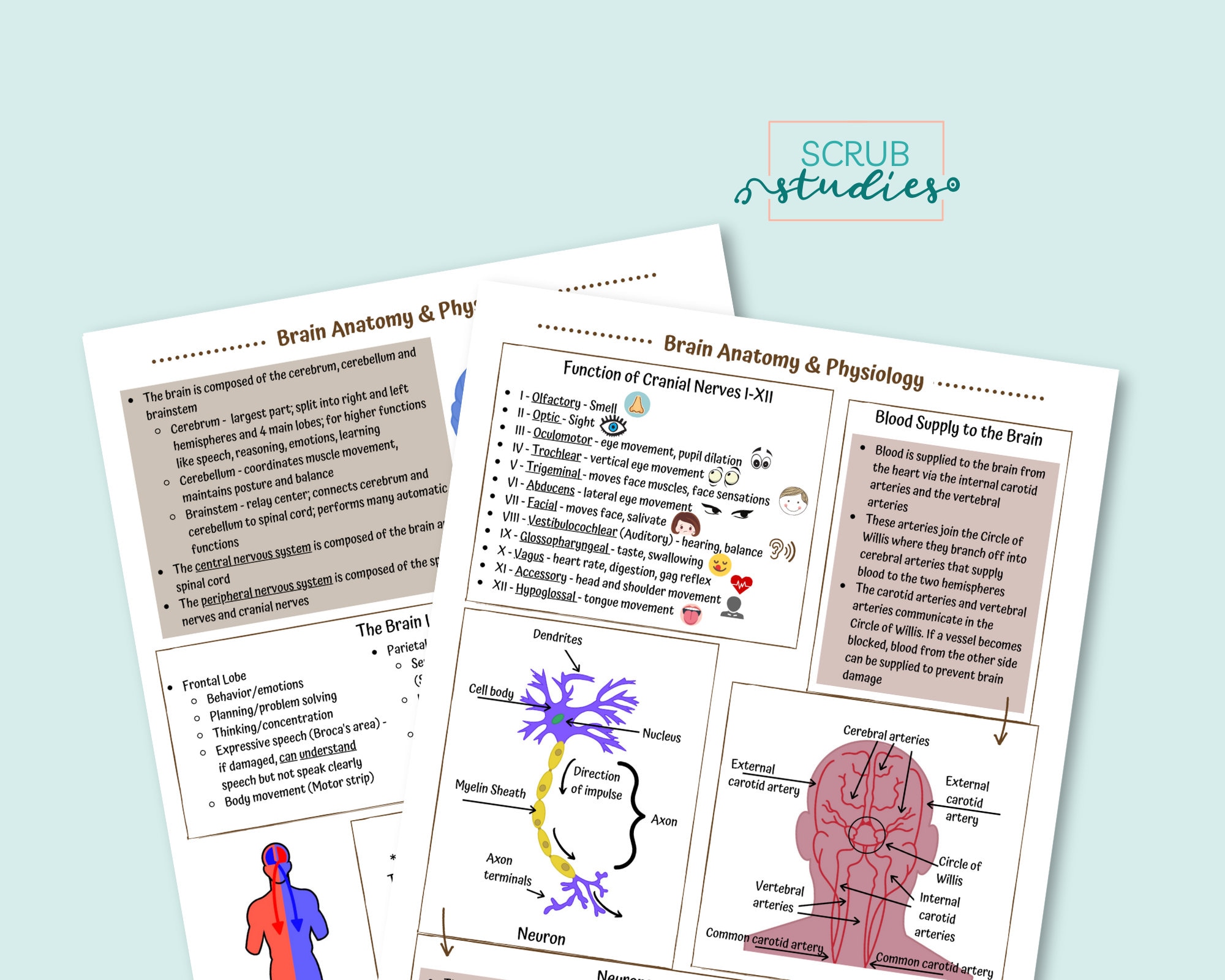 Brain Anatomy and Physiology | Nursing Student Study Guide | Digital ...