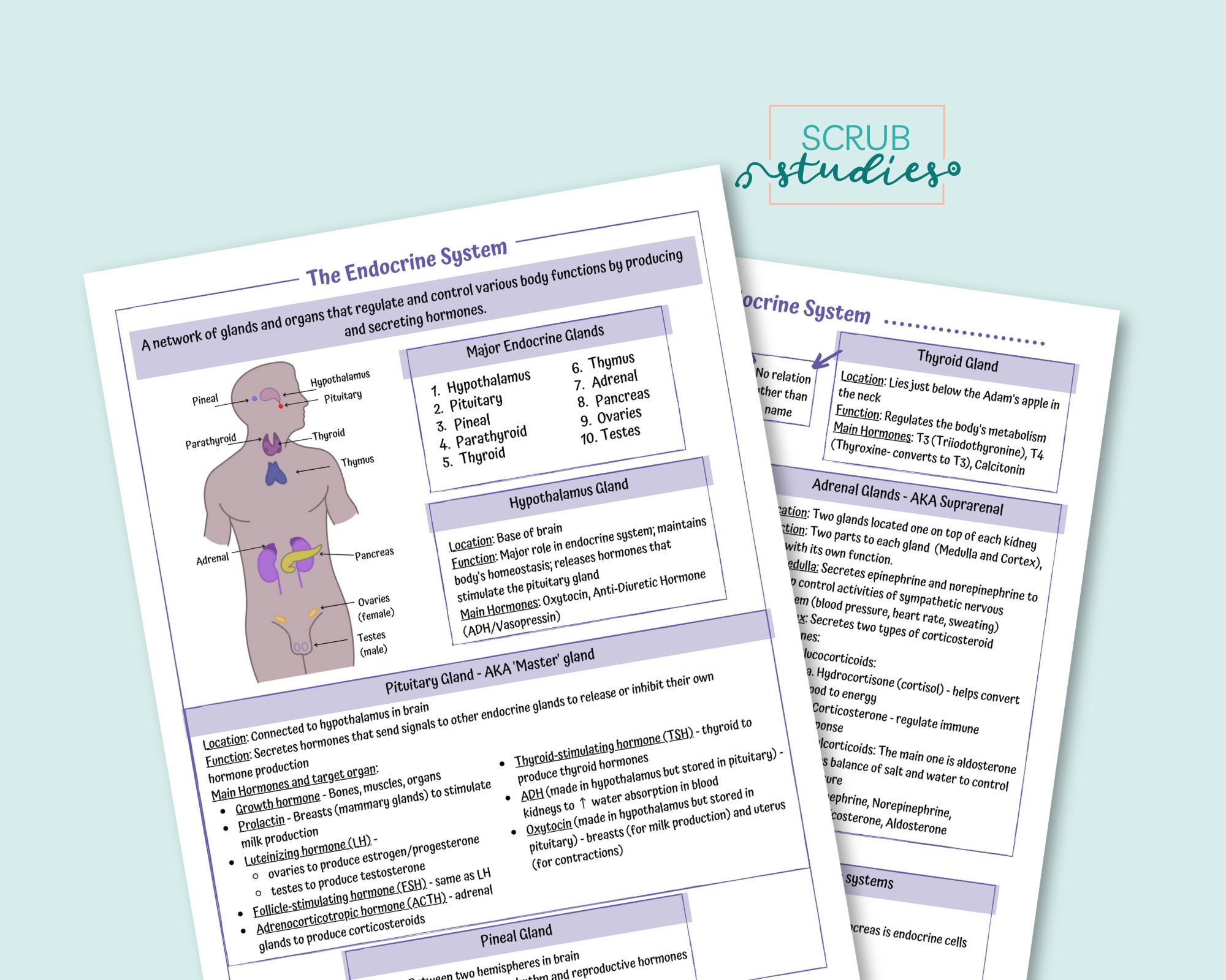 Endocrine System Study Guide | Nursing Study Notes | Digital Download ...