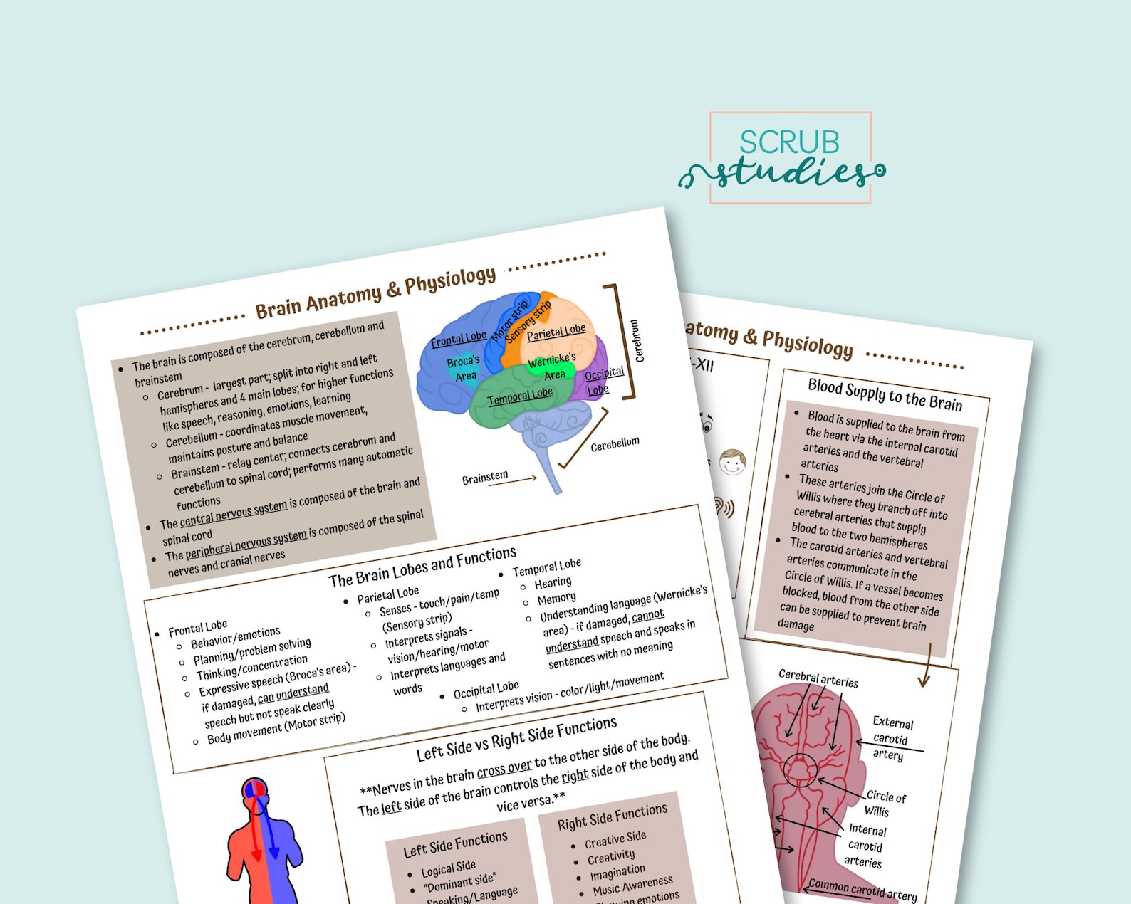 Brain Anatomy and Physiology | Nursing Student Study Guide | Digital ...