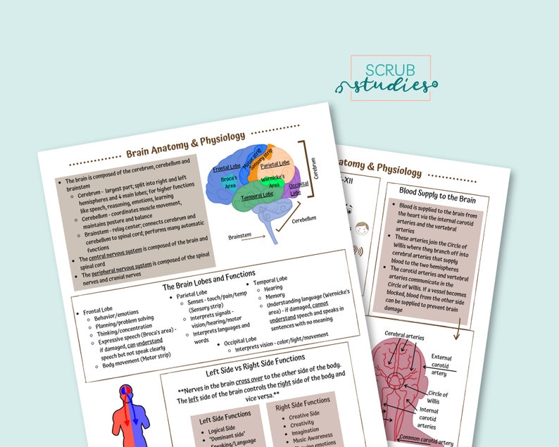 Brain Anatomy and Physiology | Nursing Student Study Guide | Digital ...
