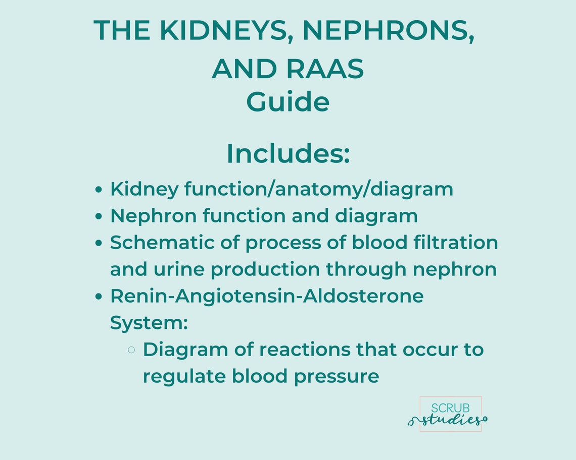The Kidneys | Nephrons | RAAS | Nursing Student Study Guide | Digital ...