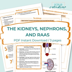 The Kidneys | Nephrons | RAAS | Nursing student study guide | Digital Download | Renin-Angiotensin-Aldosterone System